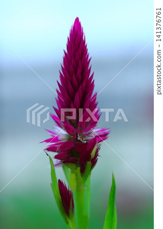 Red sennigyo flowers Red sennigyo flowers 141376761
