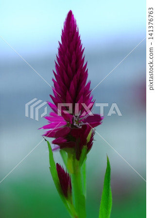 Red sorrel flower Red sorrel flower 141376763