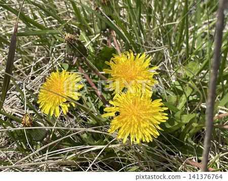 Dandelion Dandelion 141376764