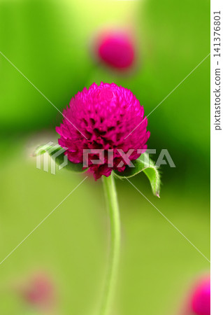 Red sennigyo flowers Red sennigyo flowers 141376801