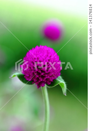 Red sennigyo flowers Red sennigyo flowers 141376814