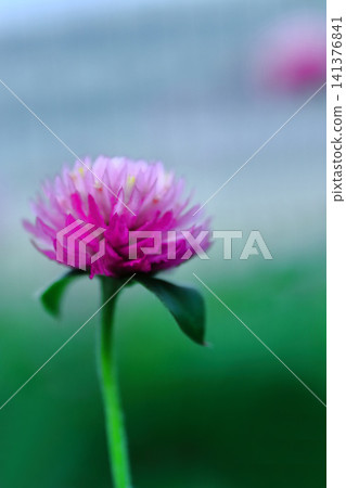 Pink cypress flowers are blooming Pink cypress flowers are blooming 141376841