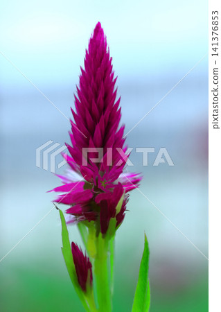 紅艾草花 141376853