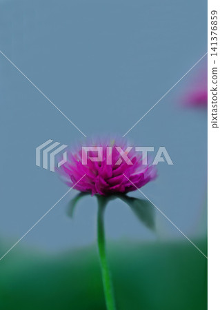 Pink cypress flowers are blooming Pink cypress flowers are blooming 141376859