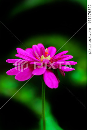 Flower of red hawknich Flower of red hawknich 141376862