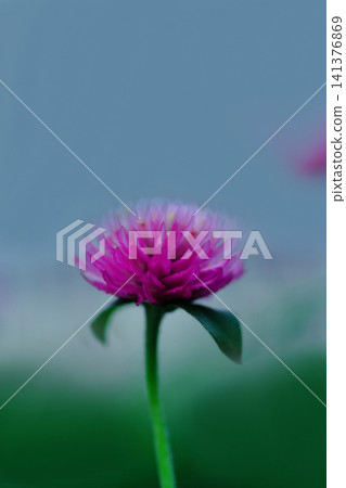 粉紅色的球狀莧菜花正在盛開。 粉紅色的球狀莧菜花正在盛開。 141376869