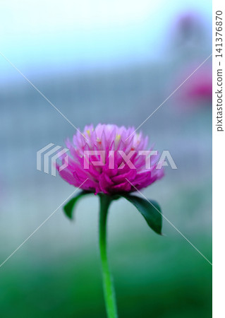 粉紅色的球狀莧菜花正在盛開。 粉紅色的球狀莧菜花正在盛開。 141376870