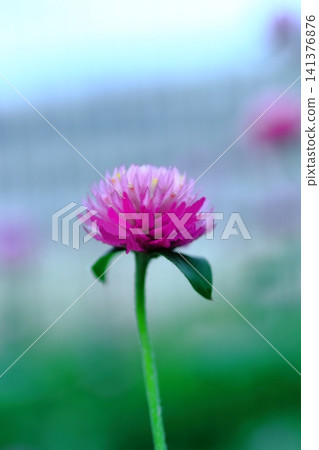 粉紅色的柏樹花正在盛開 粉紅色的柏樹花正在盛開 141376876