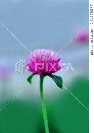 一隻可愛的鸛鳥 一隻可愛的鸛鳥 141376877