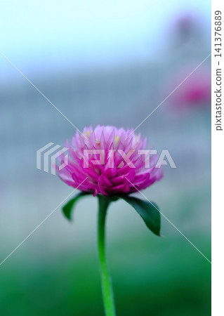 萬壽菊盛開了。 萬壽菊盛開了。 141376889