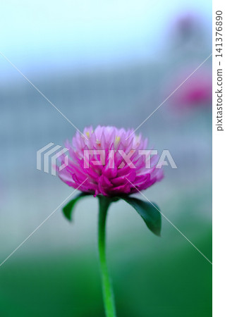 A landscape with globe amaranth flowers A landscape with globe amaranth flowers 141376890