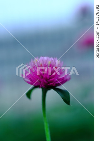 粉紅色的球狀莧菜花正在盛開。 粉紅色的球狀莧菜花正在盛開。 141376892
