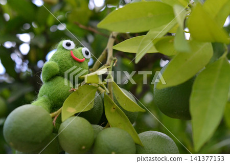Blue citrus fruit and a frog Blue citrus fruit and a frog 141377153