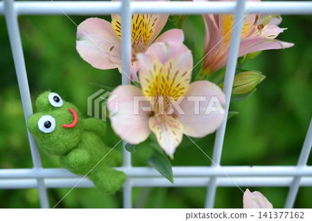 A frog admiring alstroemeria flowers. A frog admiring alstroemeria flowers. 141377162