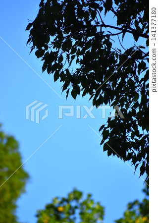 背景素材由湛藍的天空和綠色的樹木組成。 141377180