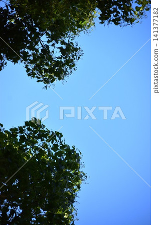 Background material combining a bright blue sky and the green of trees. Background material combining a bright blue sky and the green of trees. 141377182
