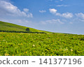 [Nagano Prefecture] Kirigamine Plateau in Summer 141377196