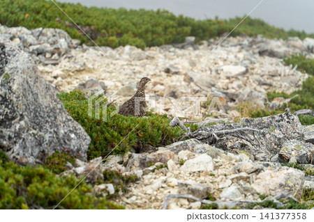 北阿爾卑斯山藥師山頂附近的岩雷鳥 141377358
