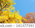 Autumn leaves in Ueno Park, in front of Ueno Zoo 141377391