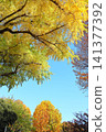 Autumn foliage in Ueno Park, in front of Ueno Zoo, vertical orientation. 141377392