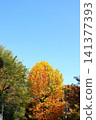 Autumn foliage in Ueno Park, in front of Ueno Zoo, vertical orientation. 141377393