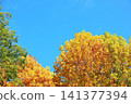 Autumn leaves in Ueno Park, in front of Ueno Zoo 141377394