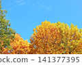 Autumn leaves in Ueno Park, in front of Ueno Zoo 141377395