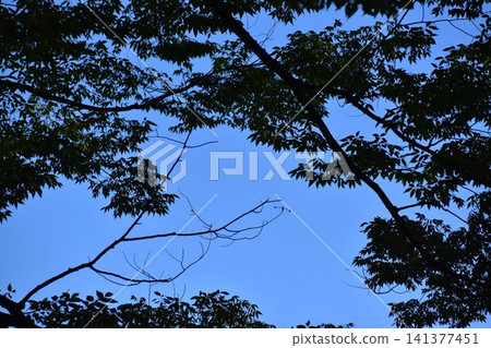 背景素材由湛藍的天空和綠色的樹木組成。 背景素材由湛藍的天空和綠色的樹木組成。 141377451