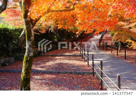 秋天的阿房光明寺藥院門參道 秋天的阿房光明寺藥院門參道 141377547
