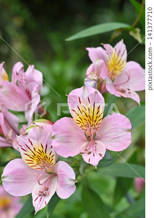 Plant: Alstroemeria (Alstroemeriaceae family) Plant: Alstroemeria (Alstroemeriaceae family) 141377710
