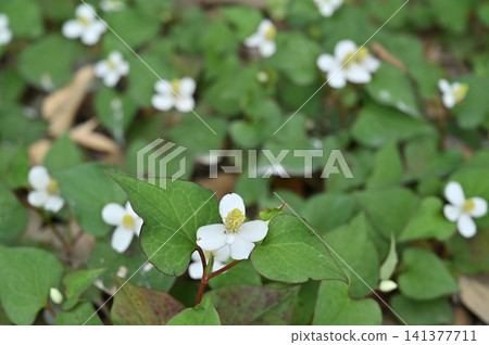 Plant: Dokudami Dokudami Plant: Dokudami Dokudami 141377711