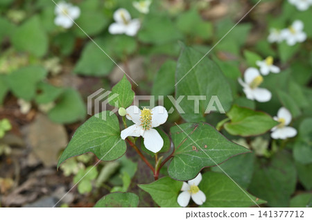 Plant: Dokudami Dokudami Plant: Dokudami Dokudami 141377712