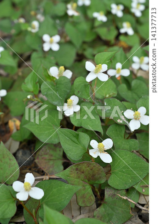 Plant: Dokudami Dokudami Plant: Dokudami Dokudami 141377713