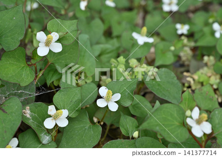 植物：Dokudami Dokudami 141377714