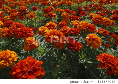 Orange zinnia flowers are in bloom in the park. The name is Profusion. 141377912