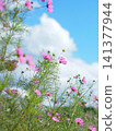Cosmos and blue sky swaying in the wind 141377944