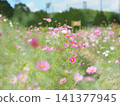 Cosmos swaying in the wind 141377945