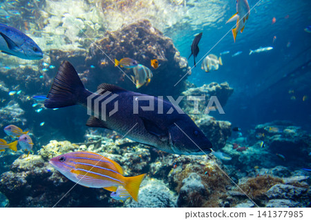 水族館珊瑚礁水槽內斑斕熱帶魚群與清澈水底世界 141377985
