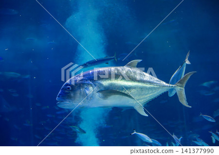 水族館珊瑚礁水槽內斑斕熱帶魚群與清澈水底世界 141377990
