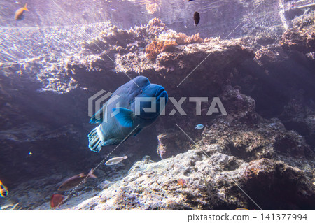 The aquarium's coral reef tank features a vibrant array of tropical fish and a crystal-clear underwater world. The aquarium's coral reef tank features a vibrant array of tropical fish and a crystal-clear underwater world. 141377994