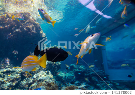 水族館珊瑚礁水槽內斑斕熱帶魚群與清澈水底世界 水族館珊瑚礁水槽內斑斕熱帶魚群與清澈水底世界 141378002