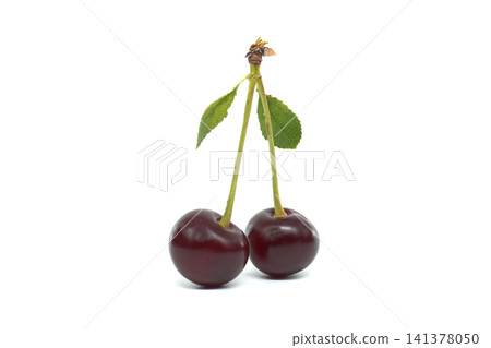 Two ripe dark red cherries with green leaves on a white background Two ripe dark red cherries with green leaves on a white background 141378050
