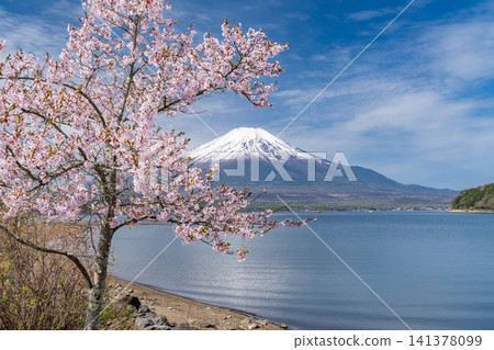 A spring scene adorned with Mount Fuji and cherry blossoms in full bloom, as seen from the shores of Lake Yamanaka. 141378099