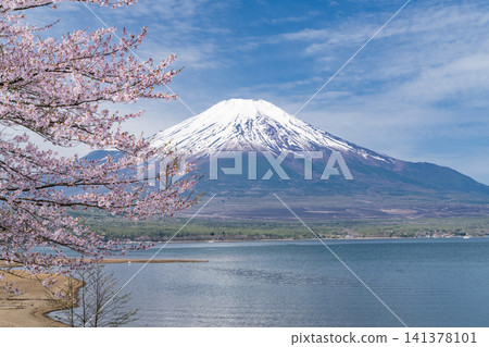 A spring scene adorned with Mount Fuji and cherry blossoms in full bloom, as seen from the shores of Lake Yamanaka. A spring scene adorned with Mount Fuji and cherry blossoms in full bloom, as seen from the shores of Lake Yamanaka. 141378101