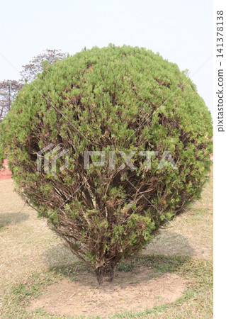 Thuja plant on garden for gardening Thuja plant on garden for gardening 141378138