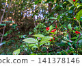 德島縣海部郡麥町出羽島野生的Ardisia crenata的紅色漿果 德島縣海部郡麥町出羽島野生的Ardisia crenata的紅色漿果 141378146