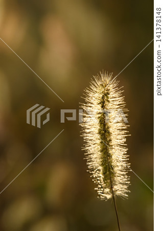 Foxtail grass spikes shining in the soft autumn sunlight. 141378148