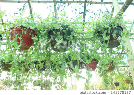 Tradescantia fluminensis is a species of spiderwort plant on hanging pot 141378187