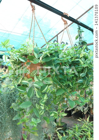 Tradescantia fluminensis is a species of spiderwort plant on hanging pot Tradescantia fluminensis is a species of spiderwort plant on hanging pot 141378189