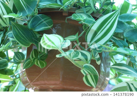 Tradescantia fluminensis is a species of spiderwort plant on hanging pot Tradescantia fluminensis is a species of spiderwort plant on hanging pot 141378190
